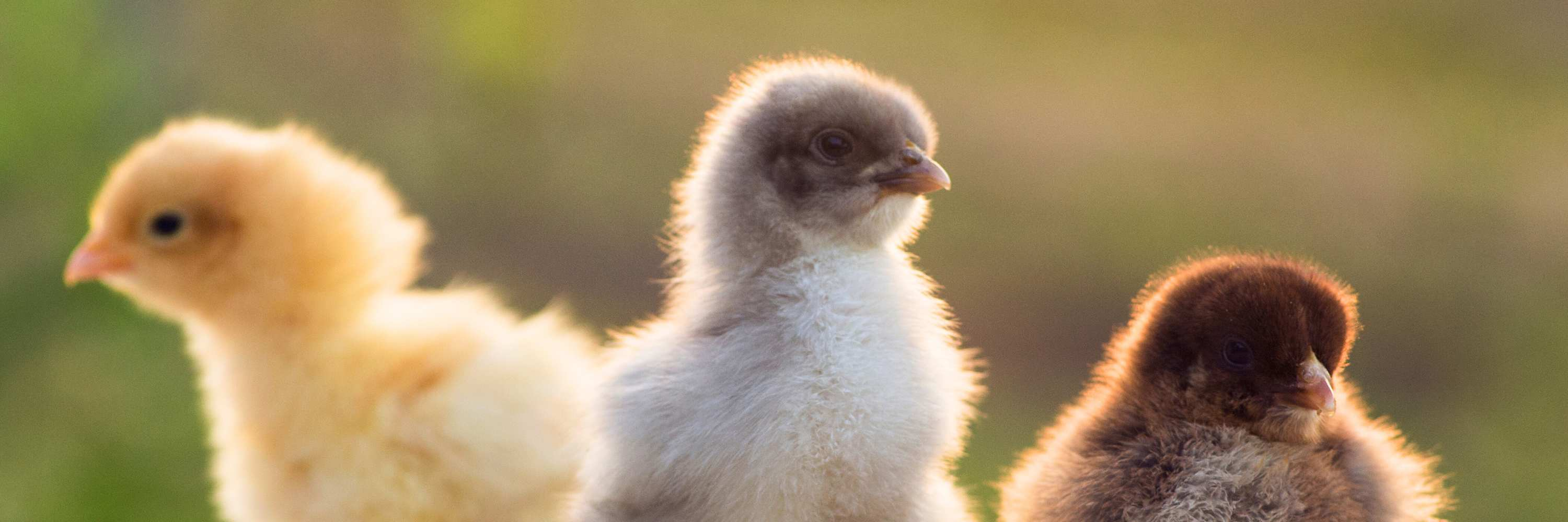 Küken Vitamine, Küken krank