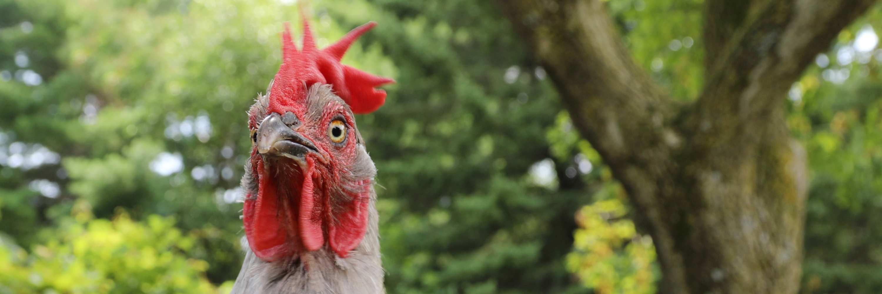 Hühnerfutter & Gesunde Snacks