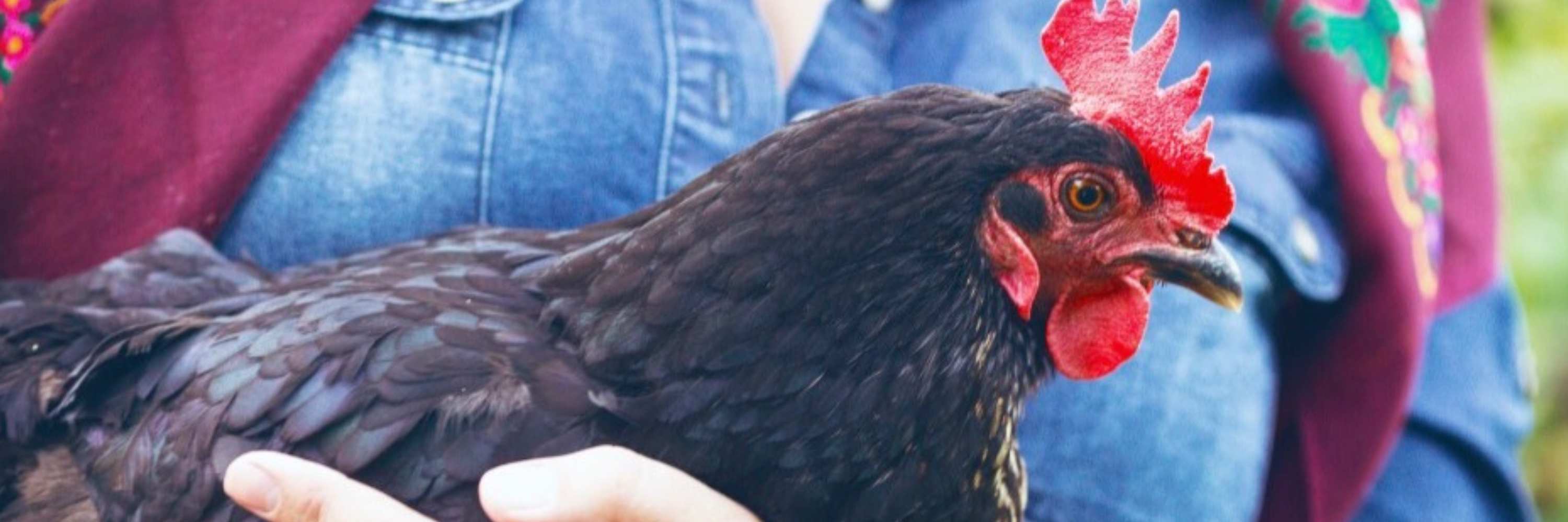 Hühner krank, Kranke Hühner Vitamine für Hühner