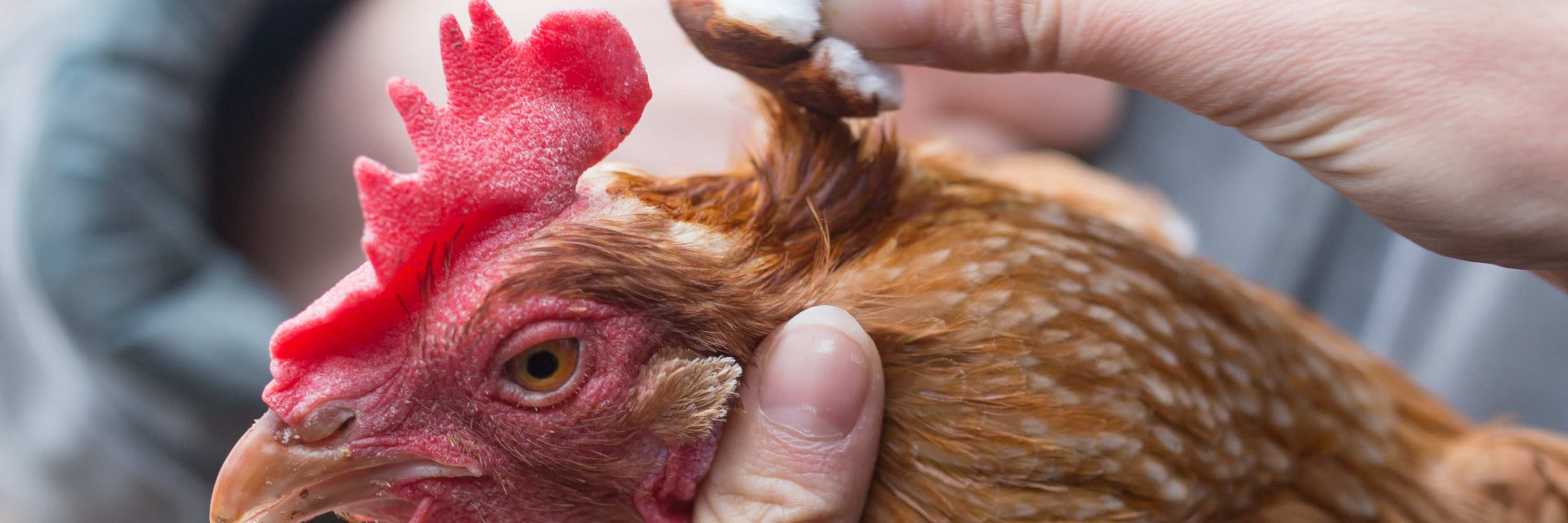 Hühner krank, Hühner picken sich, huhn krank, huhn tierarzt