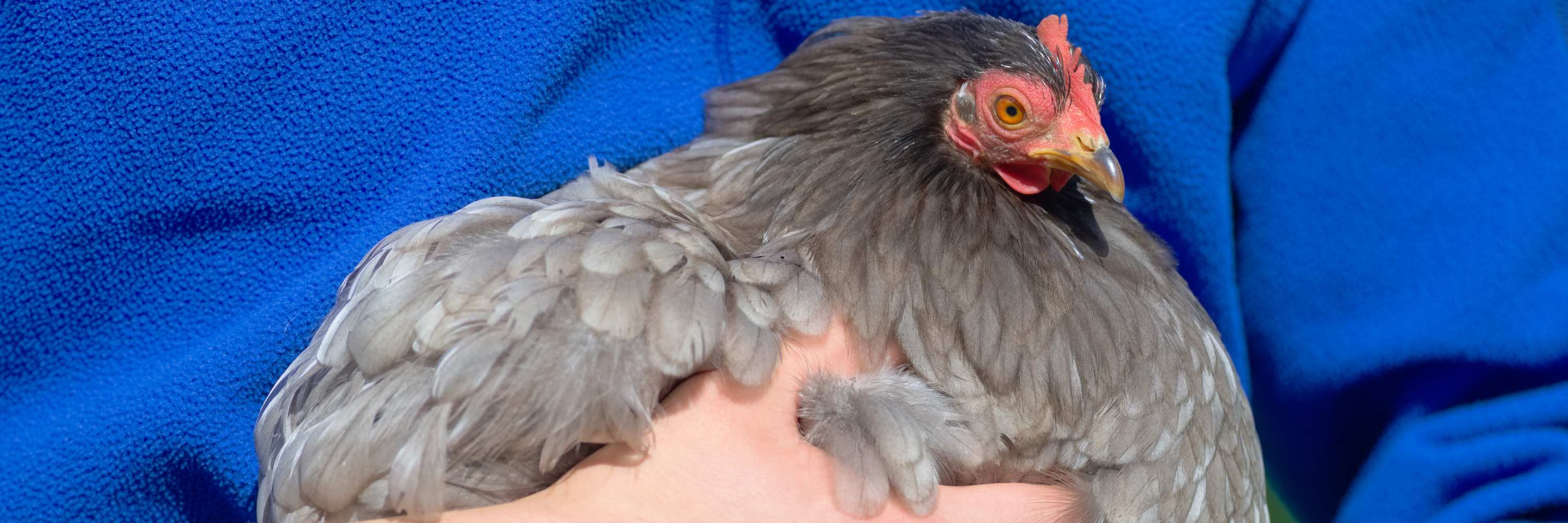 Regeneration & Stoffwechselunterstützung