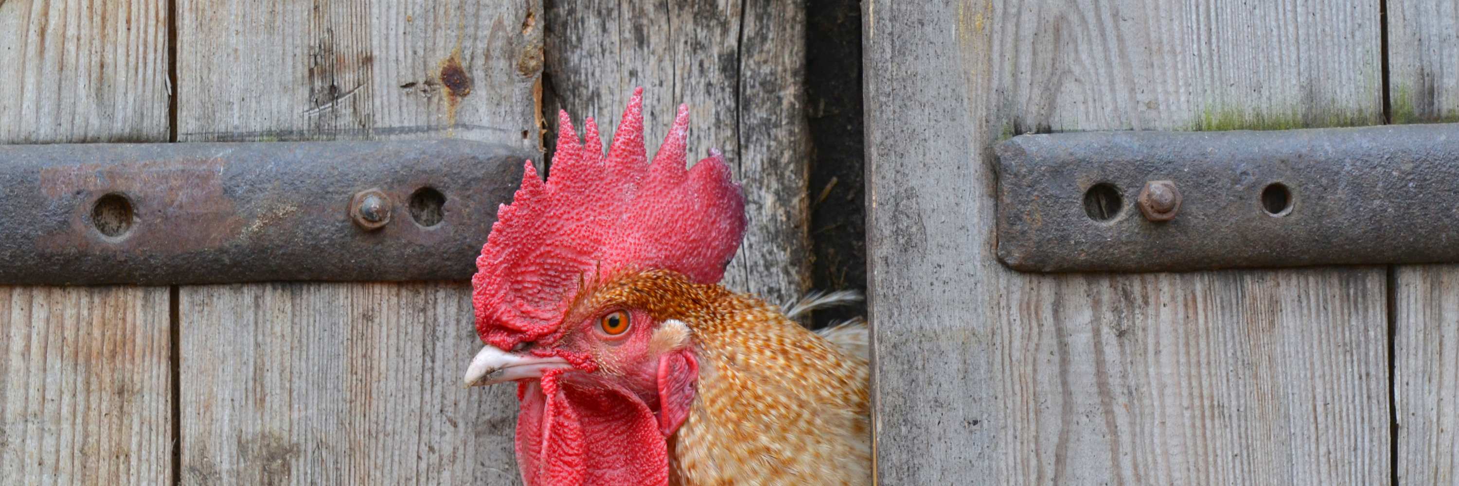 Hühnerstall reinigen, Hühnerstall sauber machen