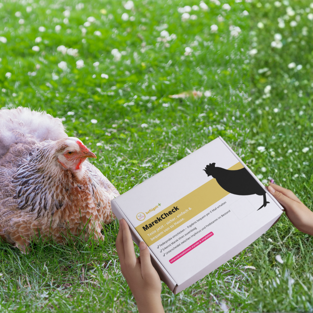 MarekCheck – PCR-Federprobe zur Diagnose der Marek-Erkrankung beim Huhn