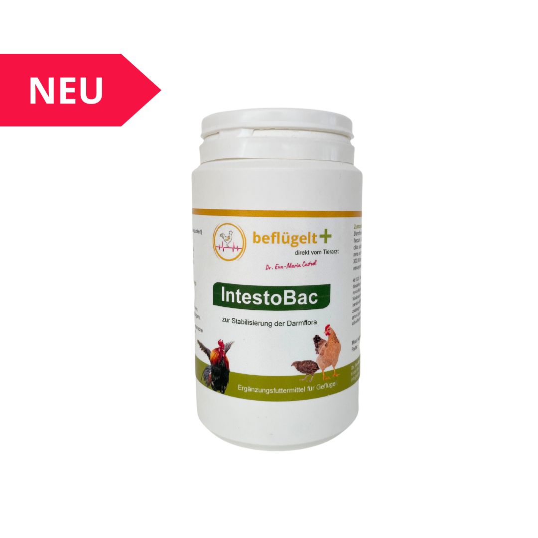 Durchfall Hühner, Hühner im Garten, Probiotika Hühner
