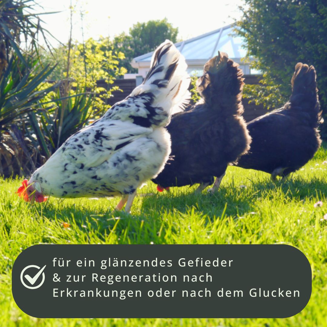 Bierhefe PUR 1kg - für glänzendes Gefieder & zur Regeneration nach Erkrankung oder Glucken