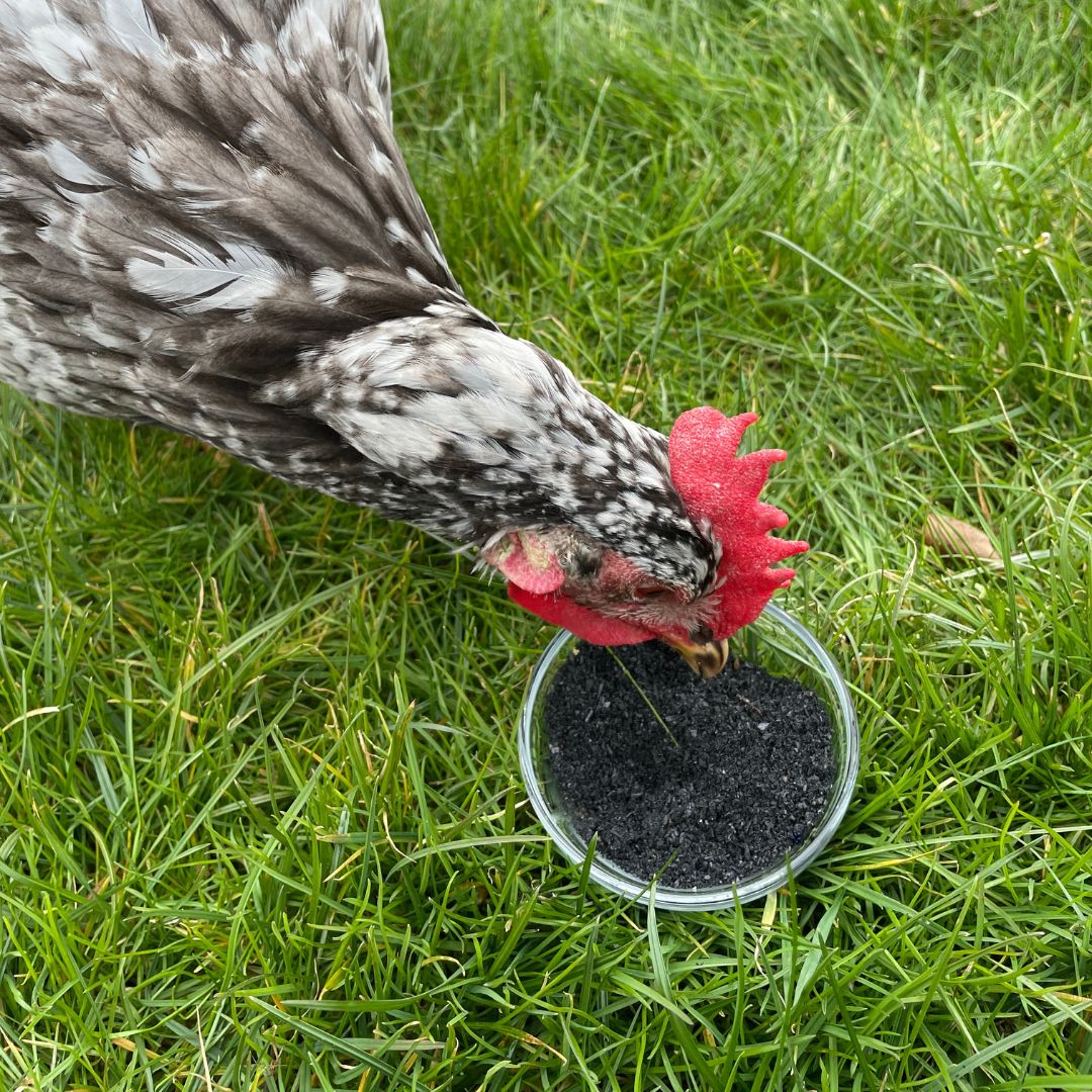 Vetcare Futterkohle - bei Durchfallerkrankungen, als Toxinbinder & zur Verdauungsförderung