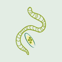 Parasiten