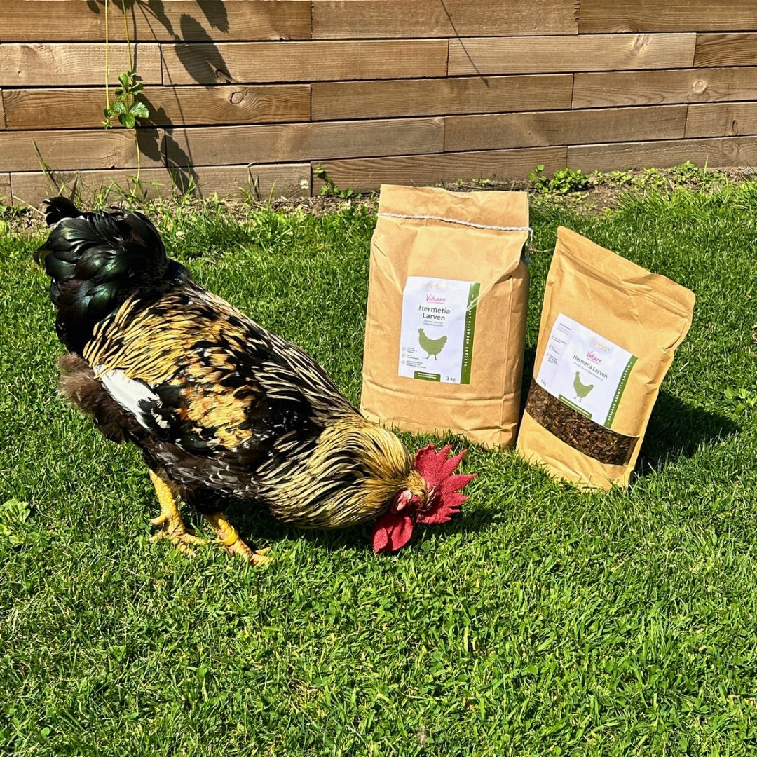 Hermetia Larven 3 kg