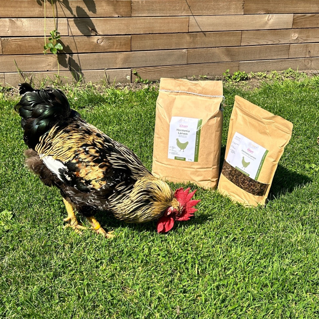 Hermetia Larven 1 kg