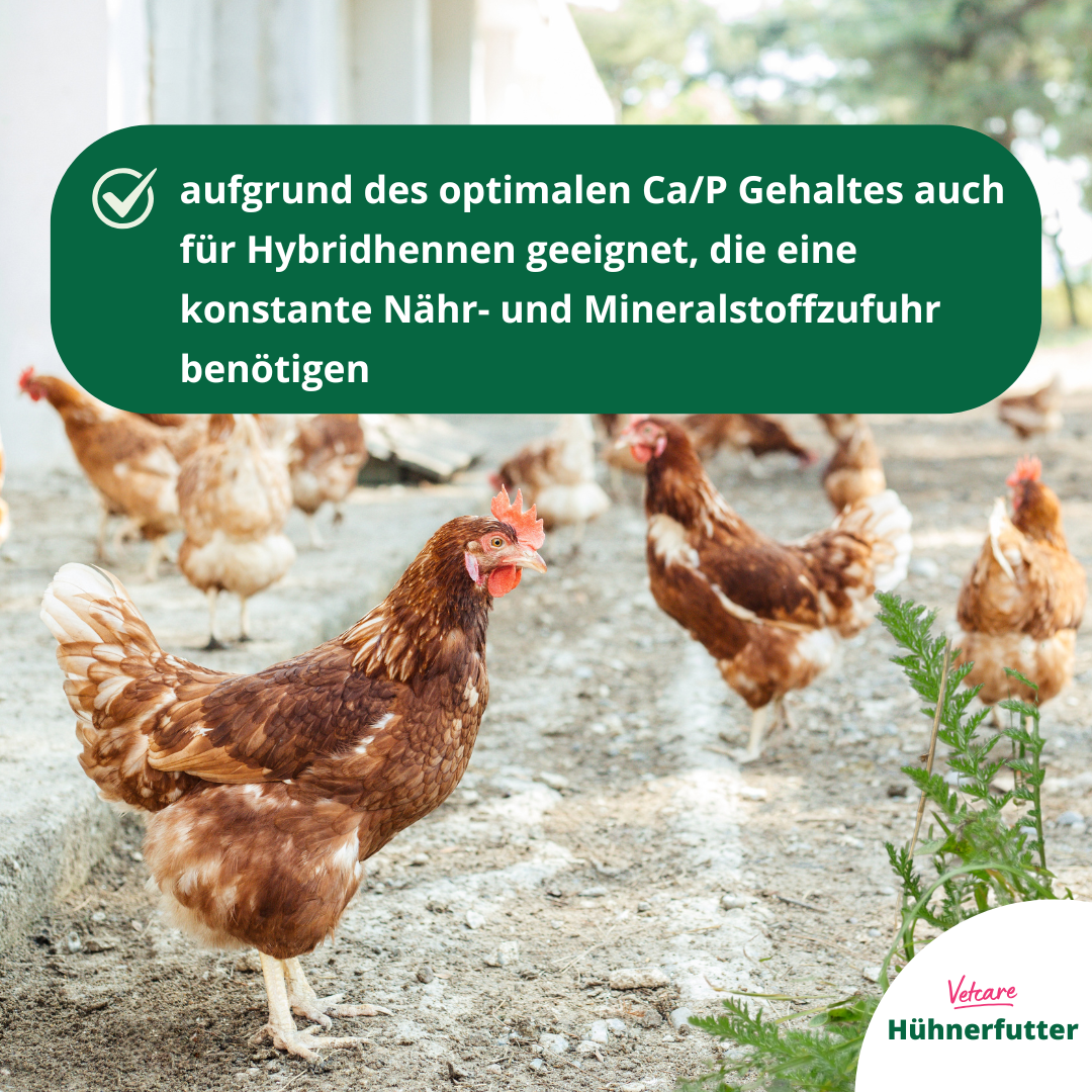 VetCare Legemehl – hochwertiges Hühnerfutter für Legehennen ohne Gentechnik | direkt vom Tierarzt