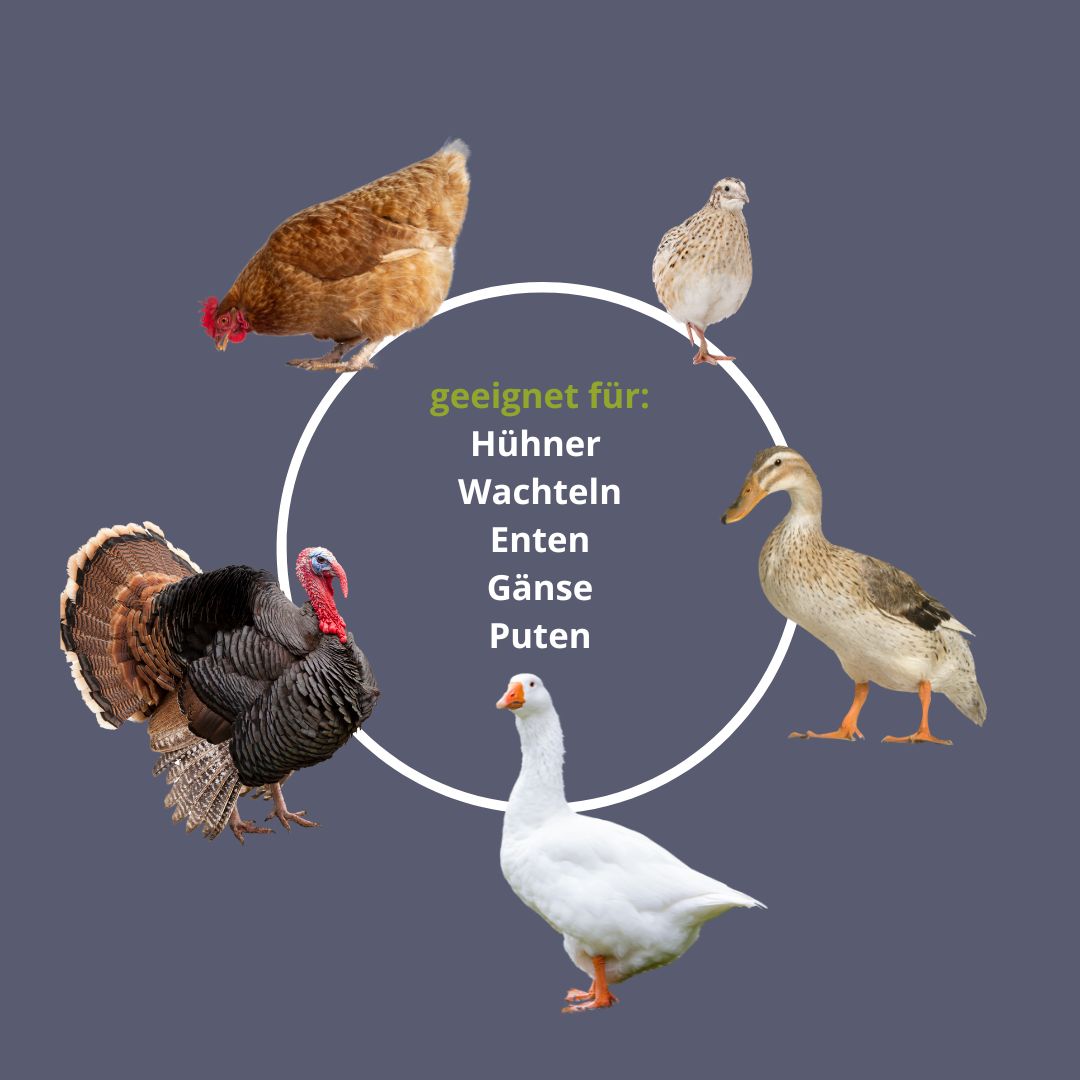 LED Beleuchtung für den Hühnerstall - flackerfreie Tageslichtlampe