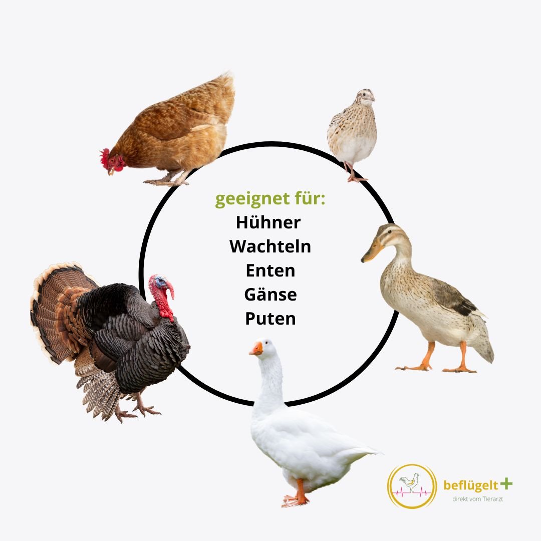Küken Start-Set - für vitale Küken und gleichmäßiges Wachstum