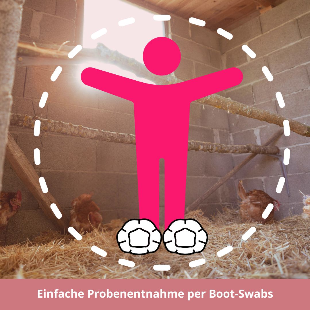 SalmoCheck – Kotuntersuchung auf Salmonellen bei Hühnern