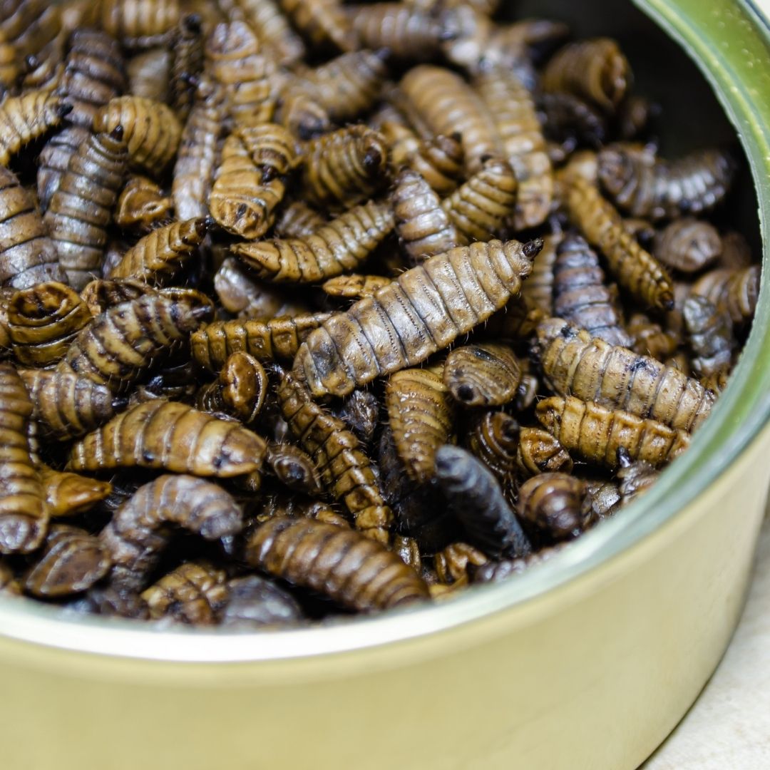 Getrocknete Larven 3 kg I beflügelt+®